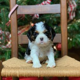 Cavalier King Charles Spaniel Puppies from Holston Mountain Cavaliers
