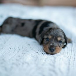 Dachshund Puppies from ag dachshunds