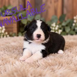 Ursula - Black female Border Collie puppy in Sanger, California from Flying M Cactus Ranch Buddies