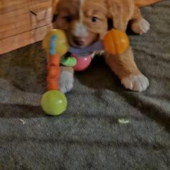Nova Scotia Duck Tolling Retriever Puppies from Sundance Tollers