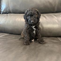 Goldendoodle and Poodle Puppies from Gentle Paw Goldendoodles