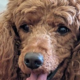 Esther - Poodle