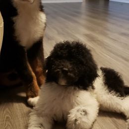 Bernedoodles, French Bulldogs, Goldendoodles, and Sheepadoodles from Farm Fresh Doodles