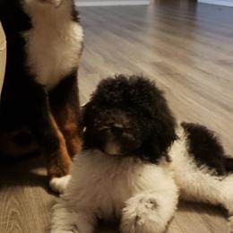 Bernedoodles, French Bulldogs, Goldendoodles, and Sheepadoodles from Farm Fresh Doodles