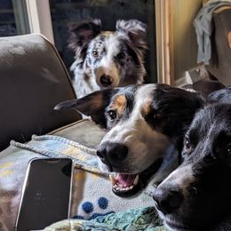Labrador Retrievers from Horseshoe Mountain Kennel