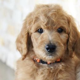 Goldendoodles from Doods & Doodettes