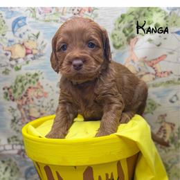 Kanga - Red  female Goldendoodle puppy in Williamson, New York from Lakeside Doodles