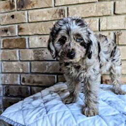 Aussiedoodle, Australian Shepherd, Bernedoodle, Cockapoo, and Poodle Puppies from Sis' Doodles & Poodles