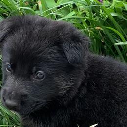 German Shepherds from Shepherd Farms