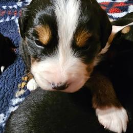Purple - Black rust and white female Bernese Mountain Dog puppy in Auburn, Washington from MSM Bernese Mountain Dogs