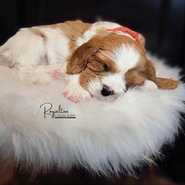 Cavalier King Charles Spaniel Puppies from Royalton Cavaliers