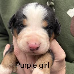 Purple girl - Black, white and red female Greater Swiss Mountain Dog puppy in Woodland, Washington from Woodland Swissie’s
