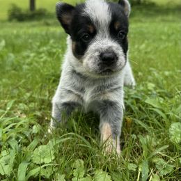 Cash - Blue male Australian Cattle Dog puppy in Olive Hill, Kentucky from Tompkins Farm