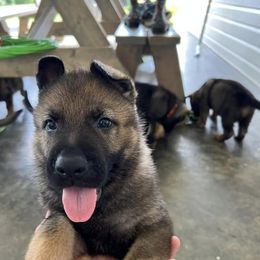 German Shepherd Puppies from Vom Burmeister Kennel