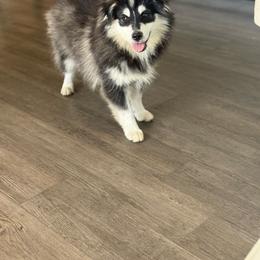 Rocky - Black and white male Pomsky puppy in Lewiston, Minnesota from Family Pomsky