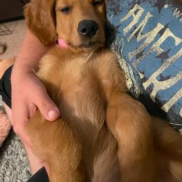 Golden Retriever Puppies from River City Goldens
