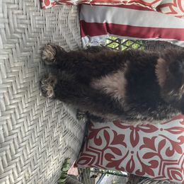 Charlie - Miniature Schnauzer