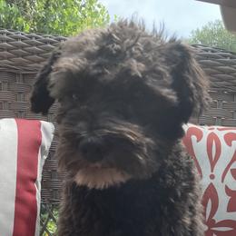 Charlie - Miniature Schnauzer