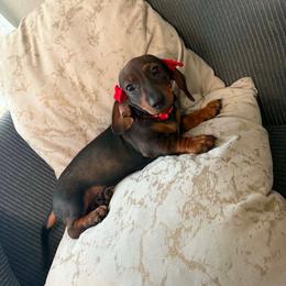 Mimi - Black and tan female Dachshund puppy in Tampa, Florida from M&M Pups