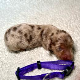 Mocha - Dapple female Dachshund puppy in Stilwell, Oklahoma from Mountain Top Dachshunds