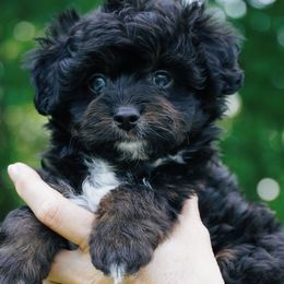 Matthew - Black phantom male Aussiedoodle puppy in Michigan from Kingsden Aussies and doodles