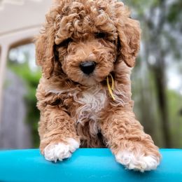 Assorted Doodle Crosses and Poodle Puppies from Center Hill Poodles and Doodles