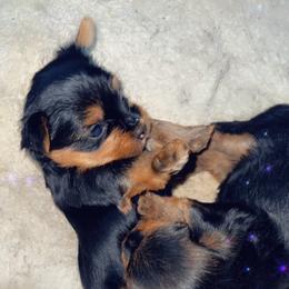 Yorkshire Terrier Puppies from The Moore Dior Line