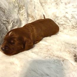Boy 3 Hercules - Red male Cavapoo puppy in Bountiful, Utah from PJs Puppy Love