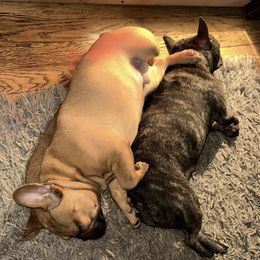 French Bulldogs from 5k Frenchies