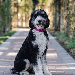 Bella - Bernedoodle