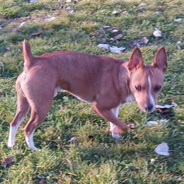 Trigger - Rat Terrier