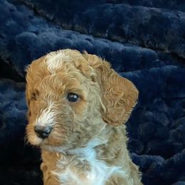 Goldendoodles from Lakeview & Las Vegas Goldendoodles