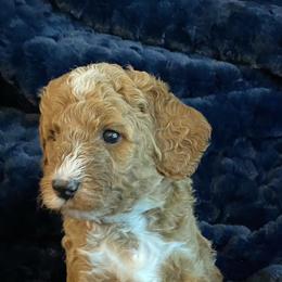 Goldendoodles from Lakeview & Las Vegas Goldendoodles
