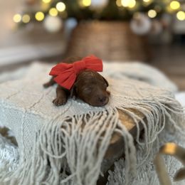 Pink Collar Girl - Red  female Poodle puppy in Charlotte, North Carolina from Bruno & Co. Puppies