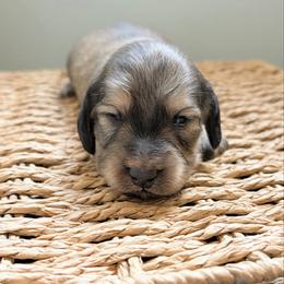 Dreamer 3500 - Cream male Dachshund puppy in Sylvania, Alabama from Yancey’s Doxies