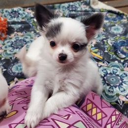 Chihuahuas from Two Y Ranch