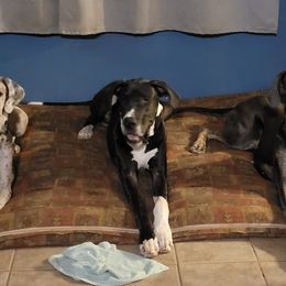 Great Danes from Danes of Cherry Tree