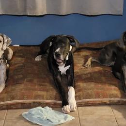 Great Danes from Danes of Cherry Tree