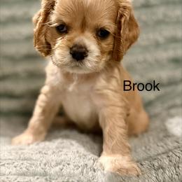 Brook - Buff female Cocker Spaniel puppy in Sumter, South Carolina from Cocker Eclipse In Home Kennel