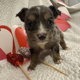 Ruddy - Blue merle male Toy Australian Shepherd puppy in Morganfield, Kentucky from 4T Toy and Mini Australian Shepherds