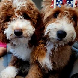 Goldendoodle puppies from KK's Doodle Bunch