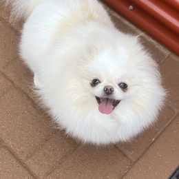 Cupcake - Pomeranian