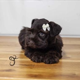 Shasta - Liver female Miniature Schnauzer puppy in Diamond Valley, Utah from JoJo's Schnauzers