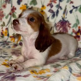 Ollie Jr AKC - Piebald male Dachshund puppy in Magnolia, Texas from J&R Macias Dachshunds
