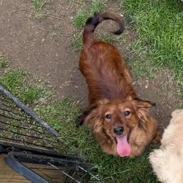 Margie Ellen - Dachshund
