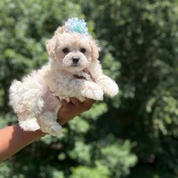 Ferragama - Cream female Poodle puppy in Garner, North Carolina from House of Paws Heritage Nursery