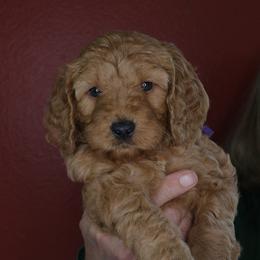 Tiramisu (Purple collar) - Apricot female Goldendoodle puppy in Seattle, Washington from Dream Lake Doodles