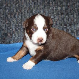 Solar - Red tri-color male Miniature American Shepherd puppy in Hillsdale, Michigan from Faithwalk Aussies and Mini American Shepherds