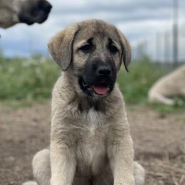 Sunrise Girl (3) - Fawn female Anatolian Shepherd Dog puppy in Kalispell, Montana from Wild Rooster Family Farm – AKC Anatolian Shepherd Breeder, OFA Health Tested