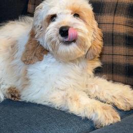 Lily - Caramel cream female Australian Labradoodle puppy in Valley Springs, California from Blue Denim Doodles